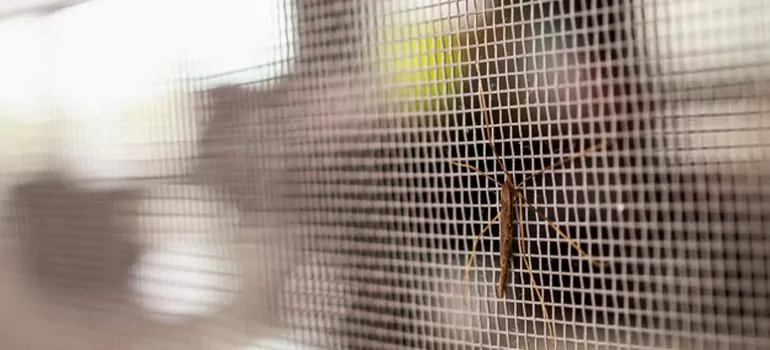 Repair Mosquito Mesh For Windows in Fairfield, CA